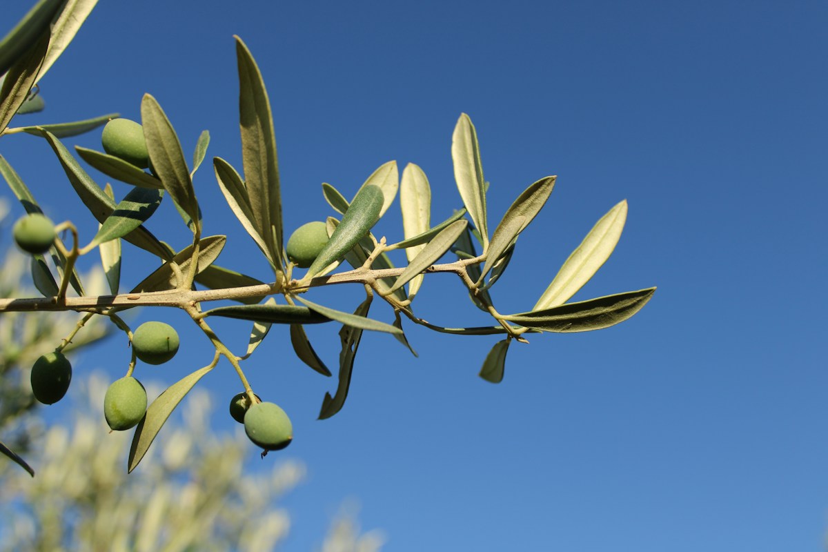 Green olives on a branch, illustrative sector photography